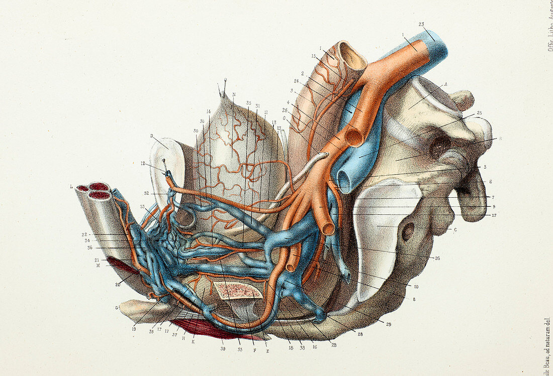 Male pelvic blood vessels and organs, 1866 illustration