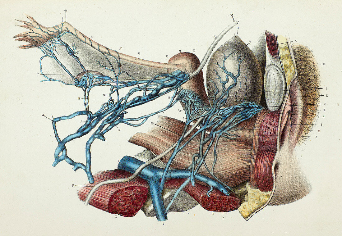 Female pelvic veins and organs, 1866 illustration