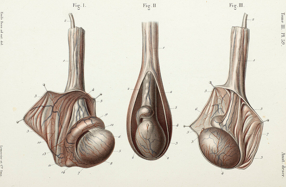 Testicle anatomy, 1866 illustration