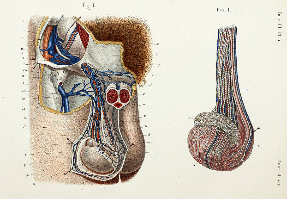 Testicular blood and lymph vessels, 1866 illustration