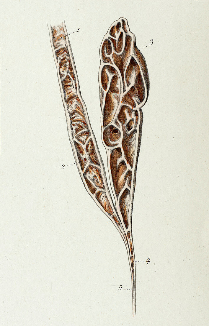 Vas deferens and seminal vesicle, 1866 illustration