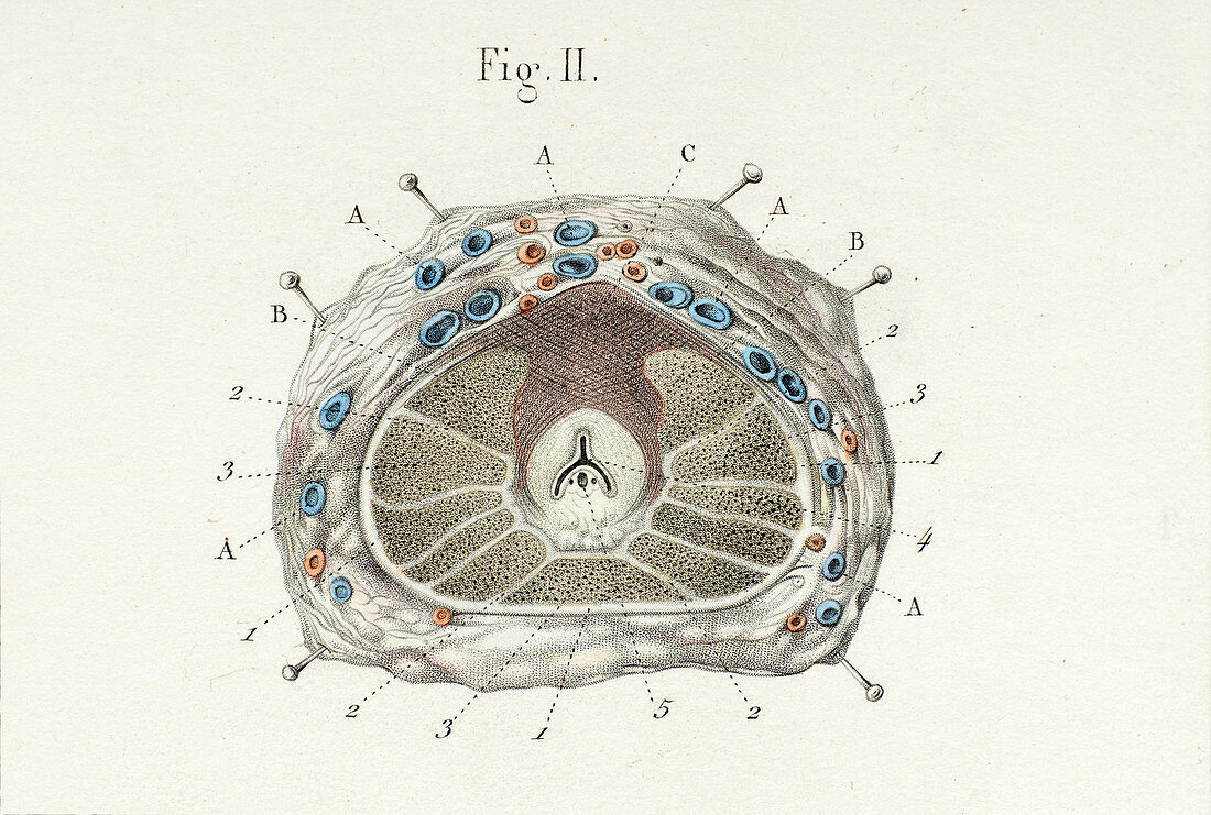 Prostate anatomy, 1866 illustration