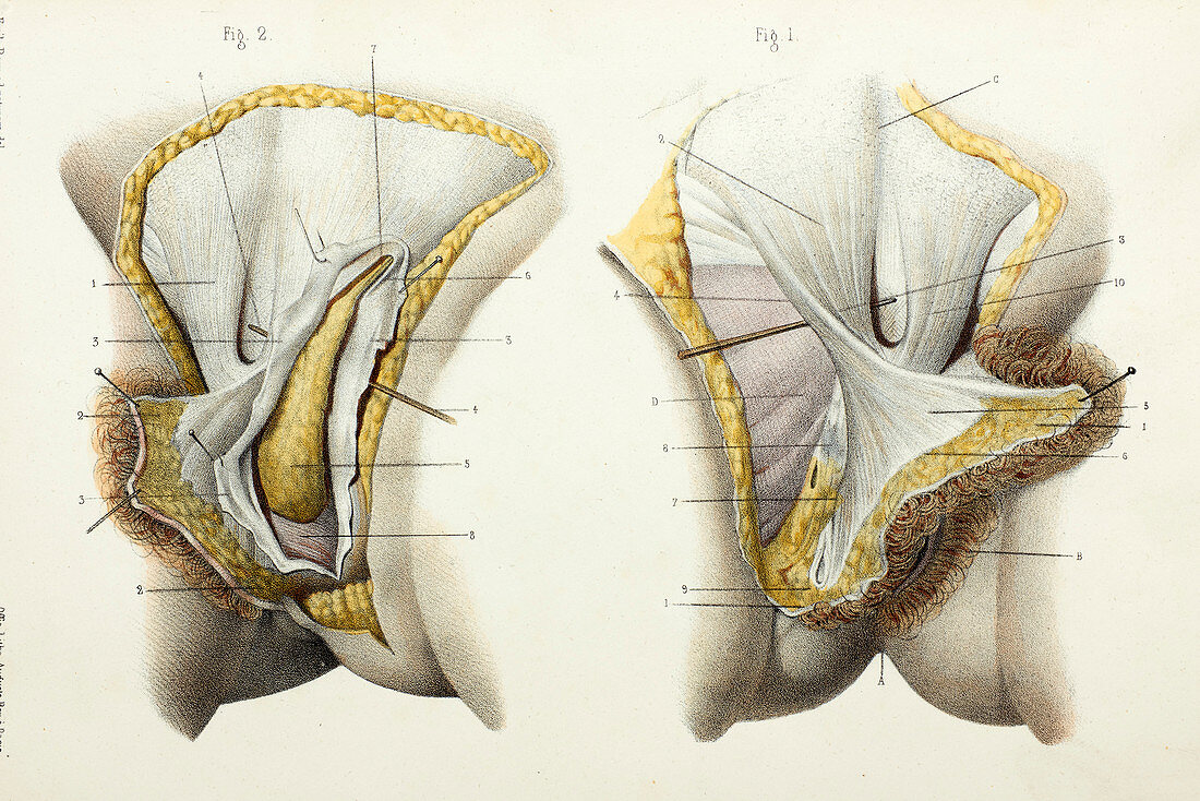 Vulva anatomy, 1866 illustration