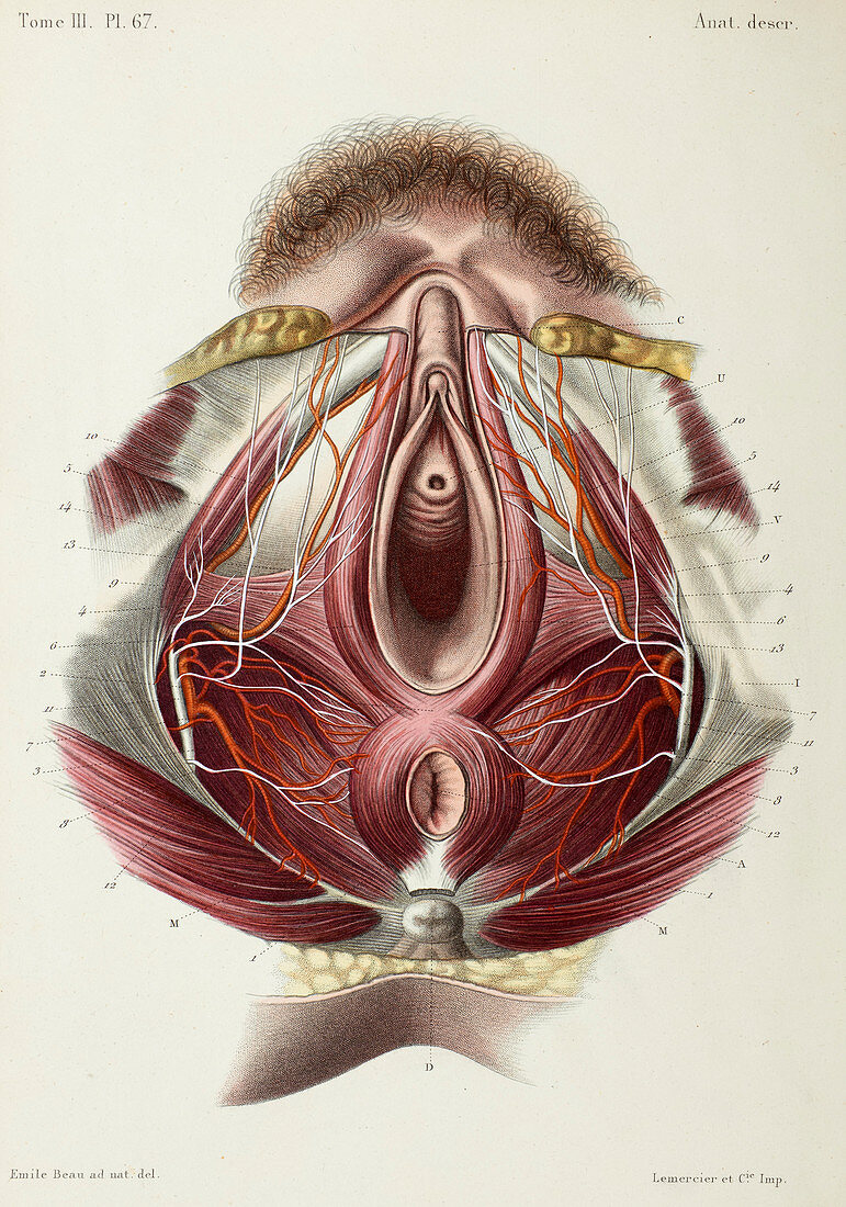 Female perineum anatomy, 1866 illustration