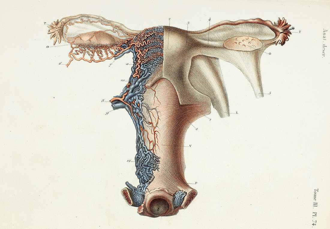 Female internal reproductive organs, 1866 illustration
