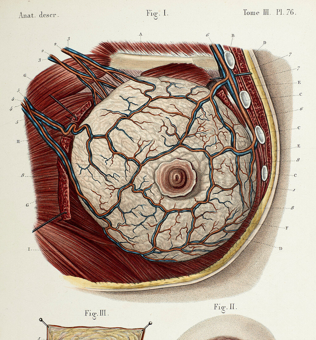 Female breast anatomy, 1866 illustration