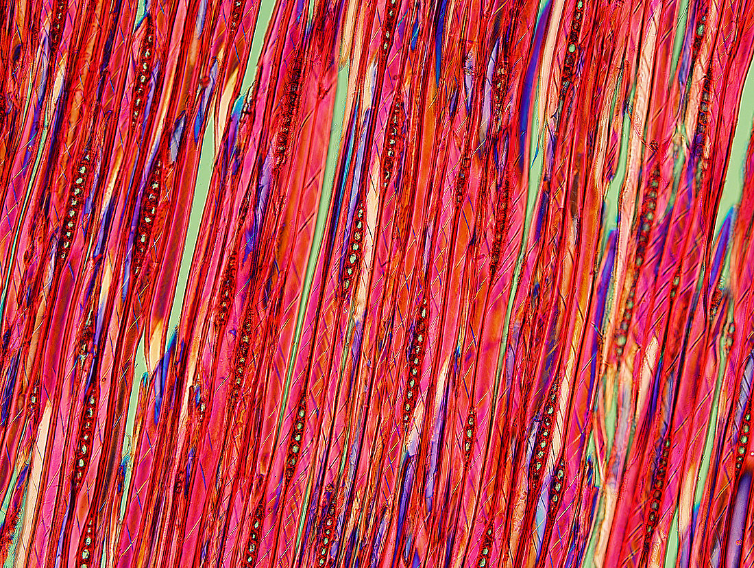 Section of Douglas pine, polarised light micrograph