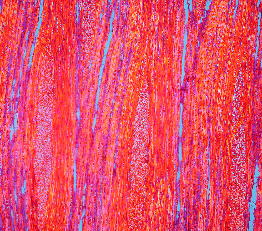 Section of English oak, polarised light micrograph