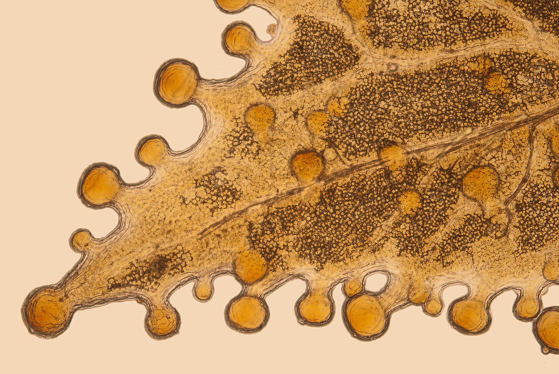 Globular hairs on sweet briar leaf, light micrograph