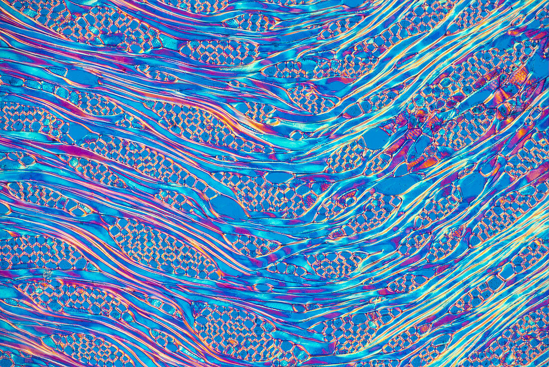 Section of mature Sassafras wood, polarised light micrograph