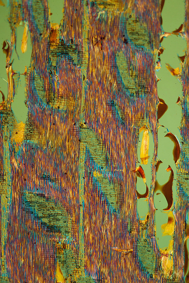 Section of mahogany, polarised light micrograph