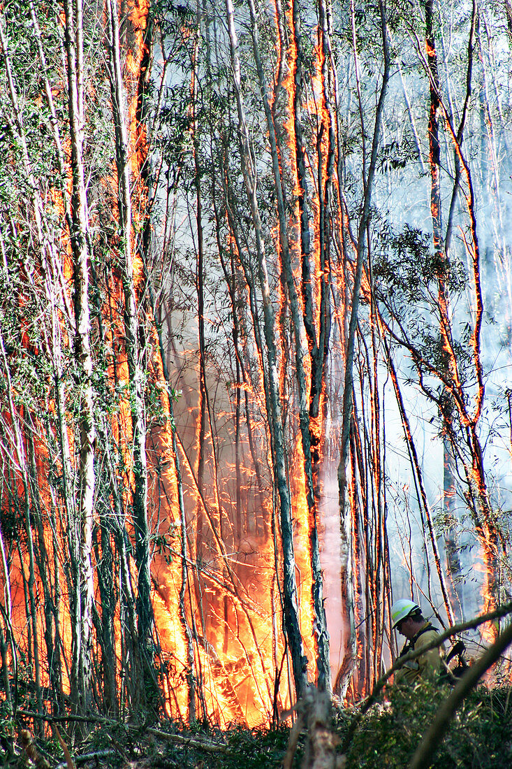 Firemen at a controlled burn of trees, Florida, USA