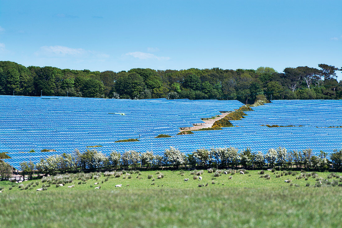 Solar farm, Cumbria, UK