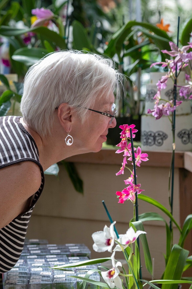 Orchid nursery gardens, Hawaii