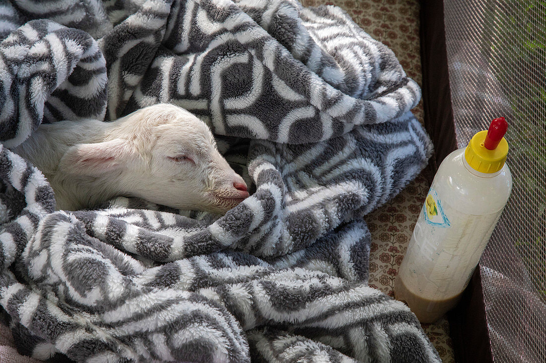 Newborn lamb with milk bottle