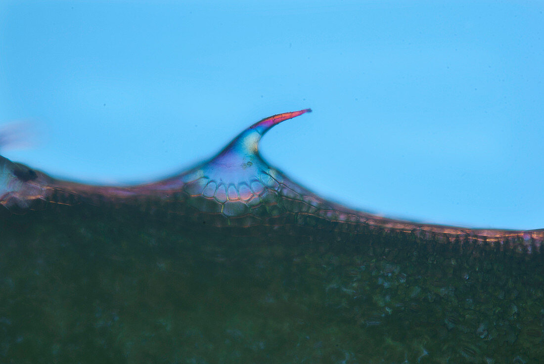 Hooked hair on a Galium aparine leaf, light micrograph