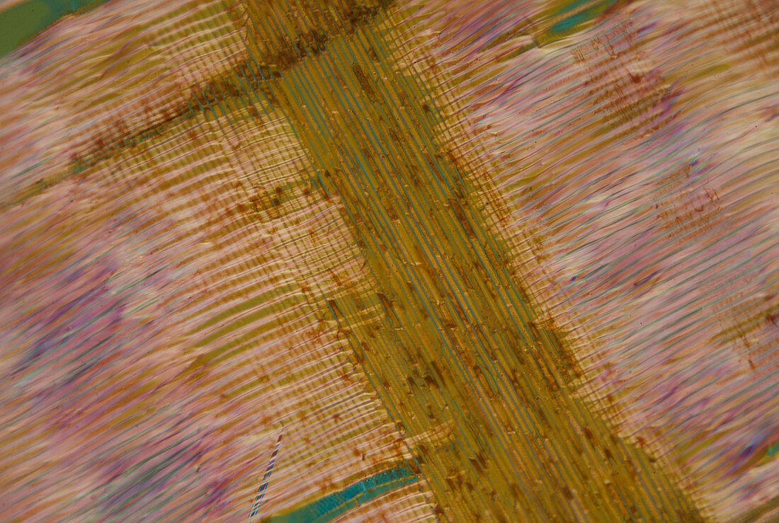 Mature sugar maple wood, polarised light micrograph