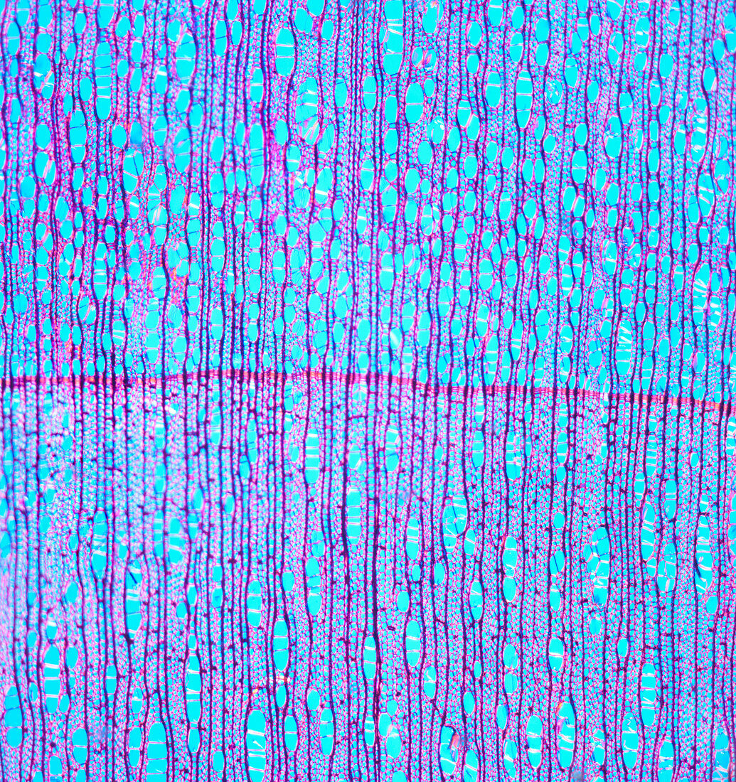 Cross-section of alder, polarised light micrograph