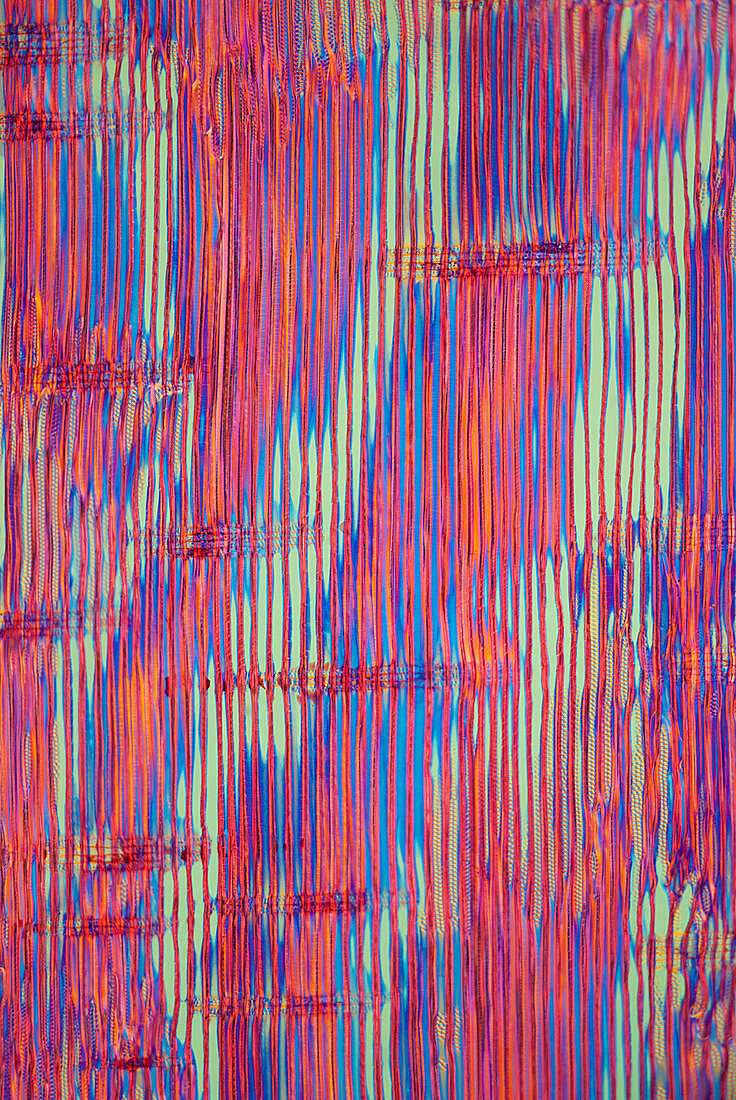 Section of Brazilian pine, polarised light micrograph