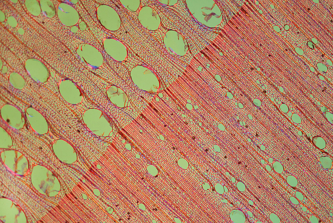 Section of sweet chestnut, polarised light micrograph