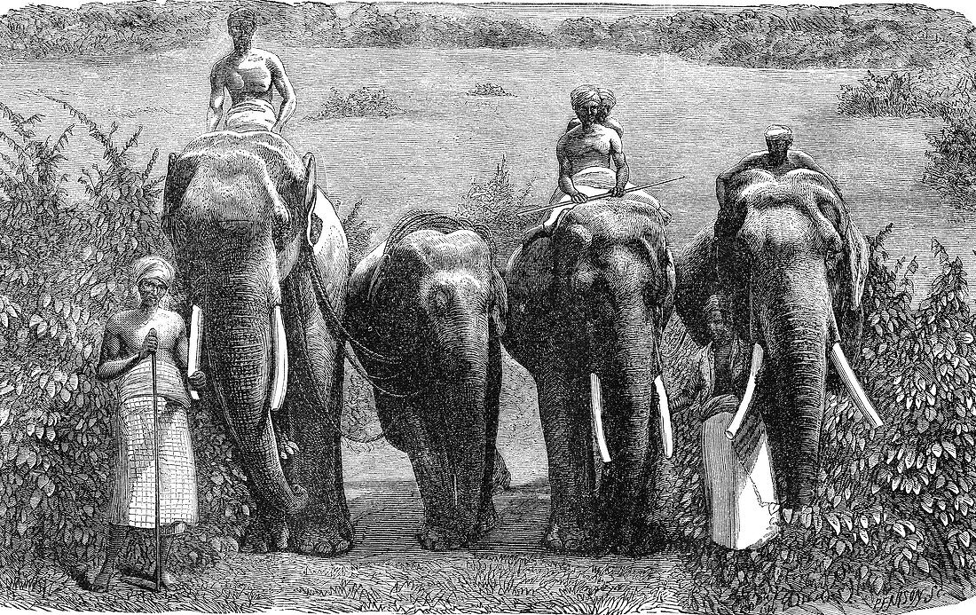 Elephant training in Java, 1860s