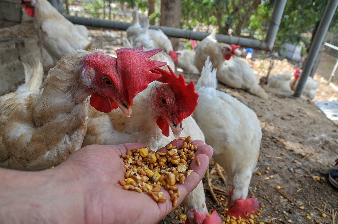 Farmer feeding free range chickens