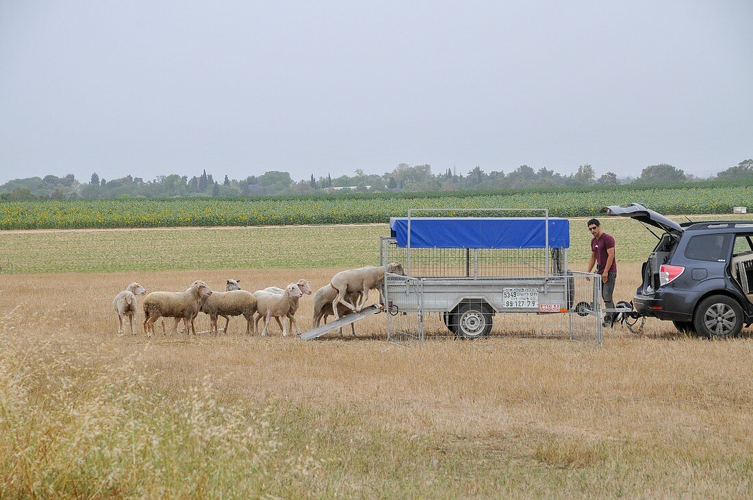 Sheepdog herding sheep