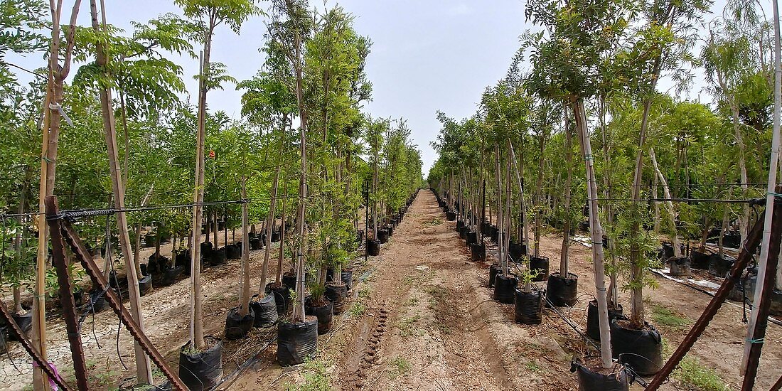 Young trees in a nursery