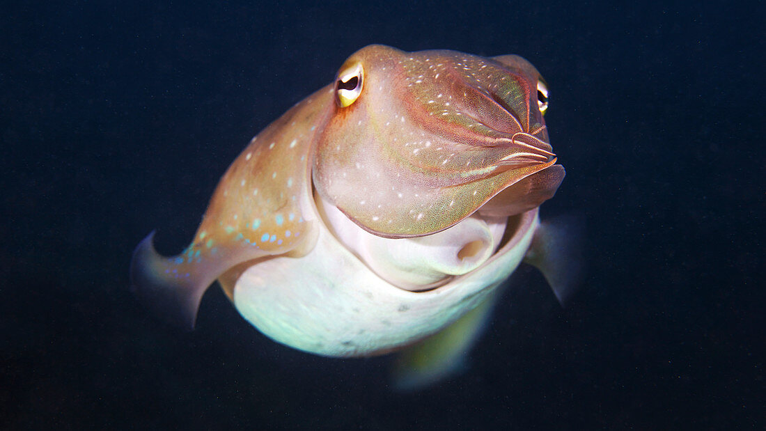 Giant cuttlefish