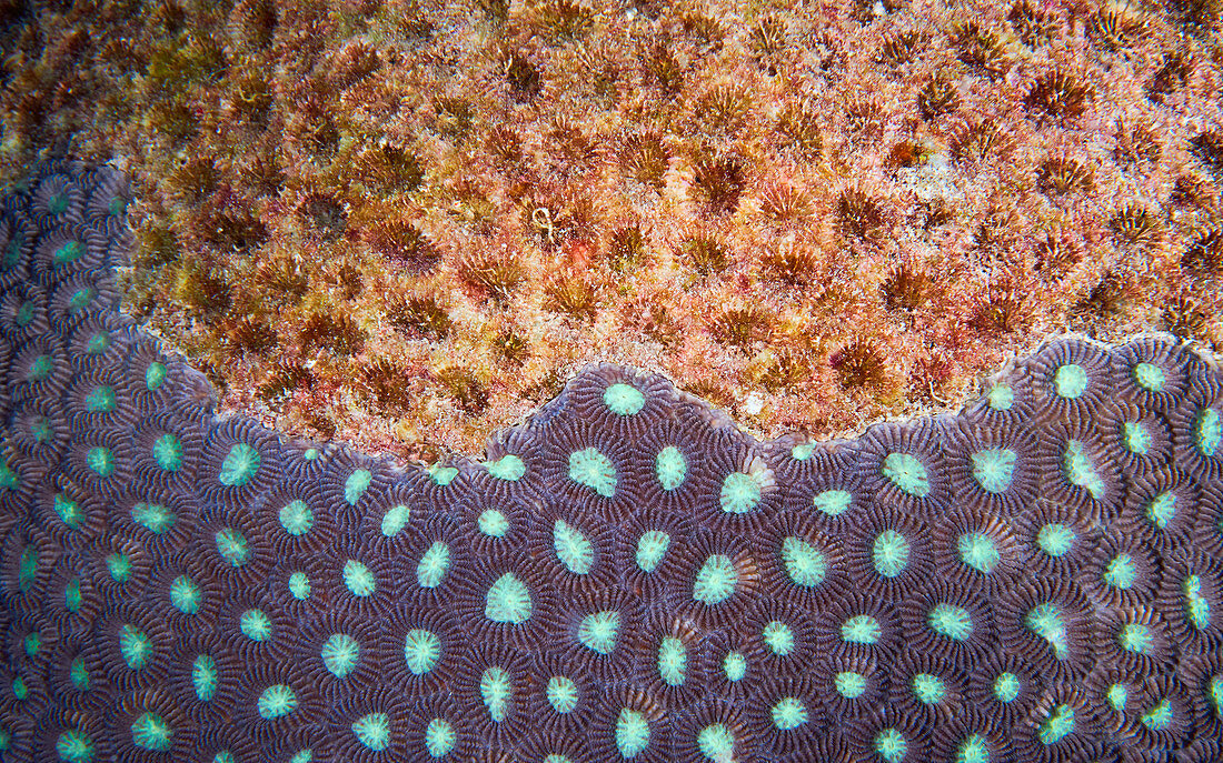 Damaged coral