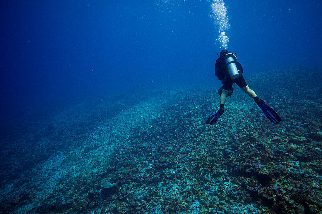 Diver surveying dead coral reef