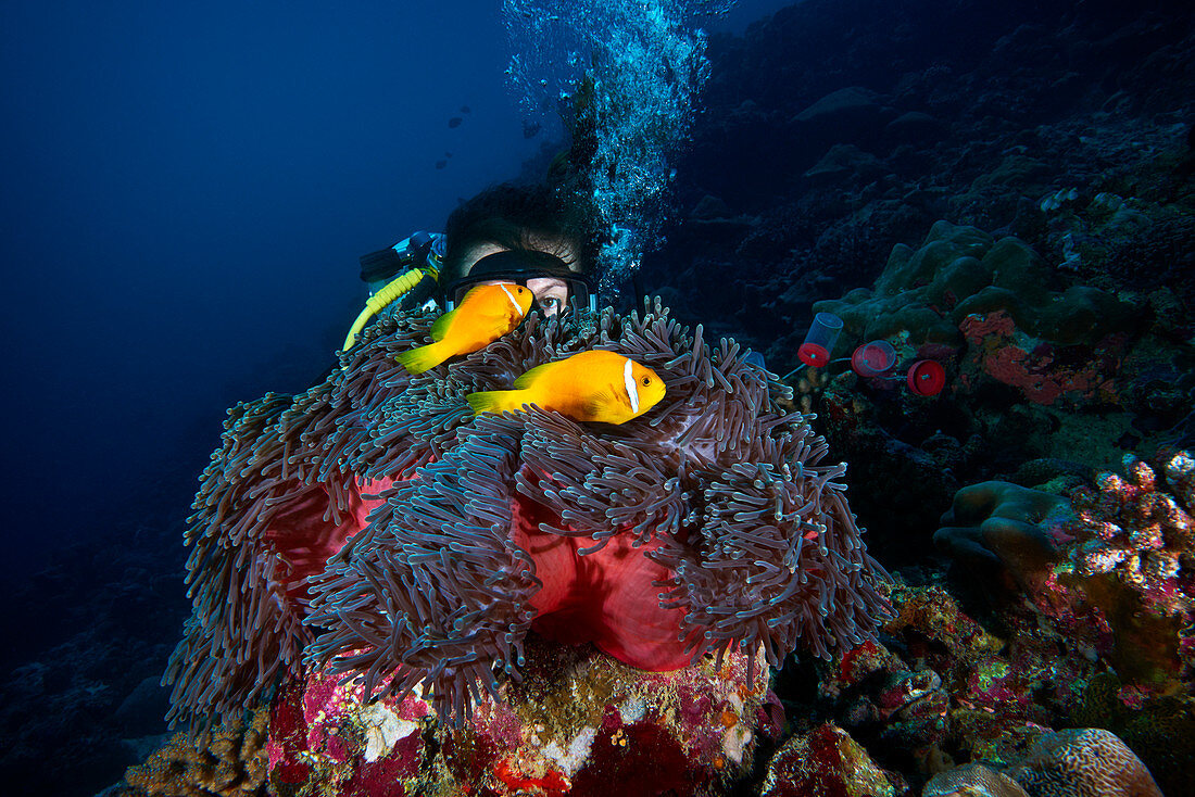 Magnificent sea anemone and reef fish with diver