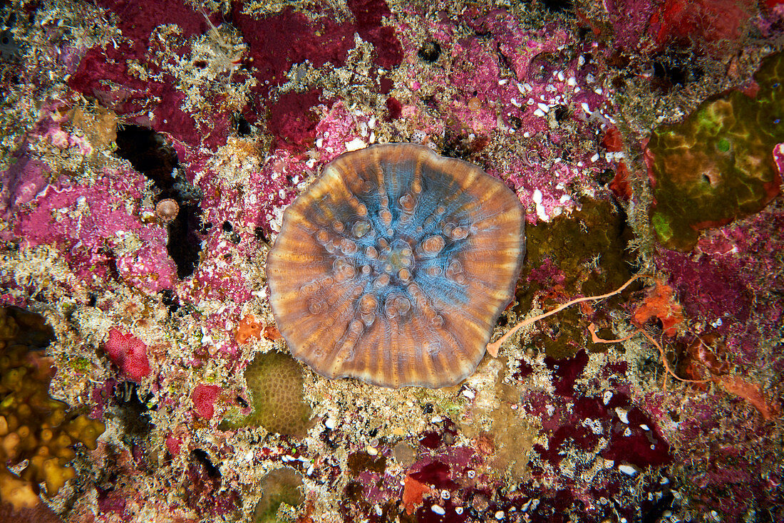 Young coral growing over old coral