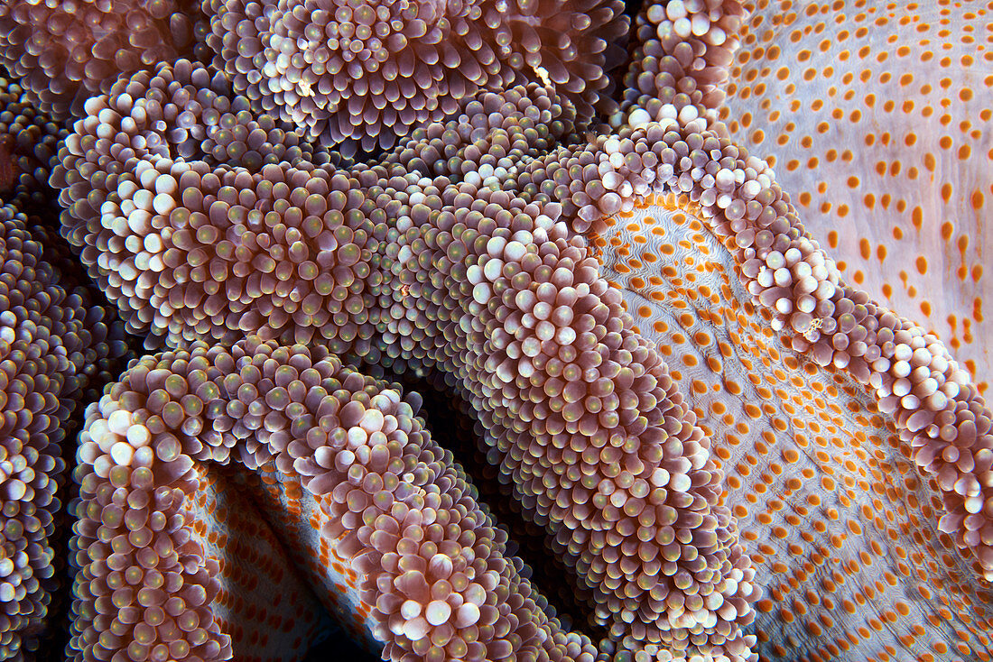 Actinia carpet sea anemone