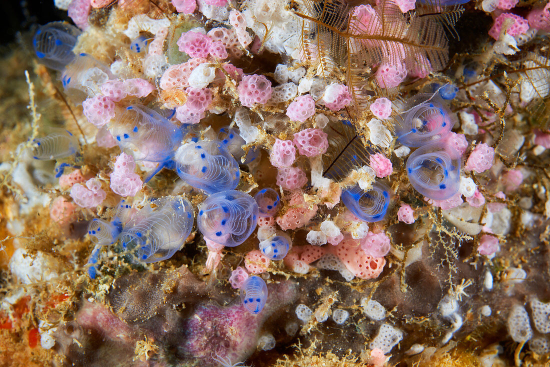 Sea squirts