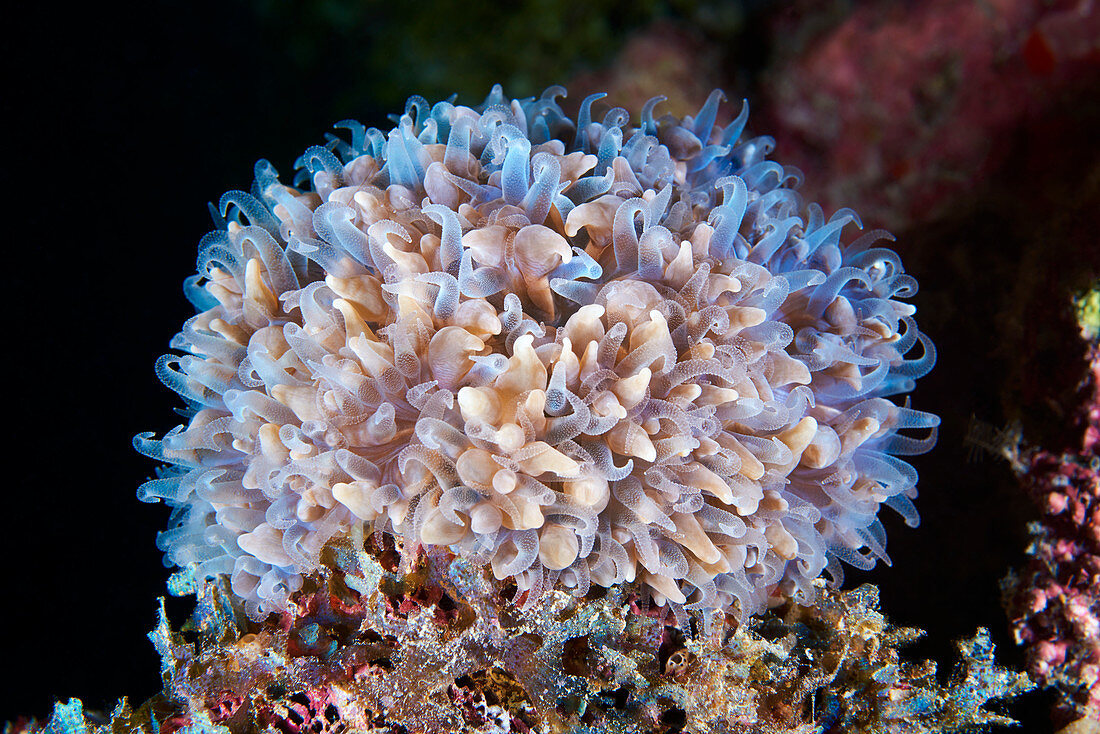 Coral polyps
