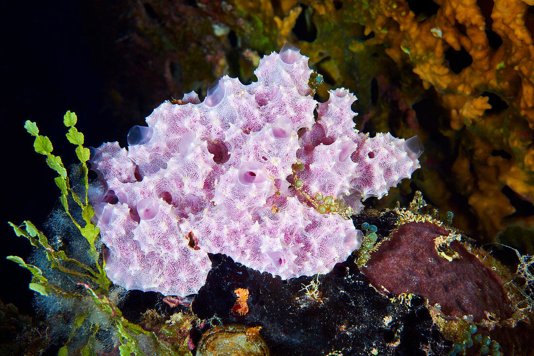 Sponge on a coral reef