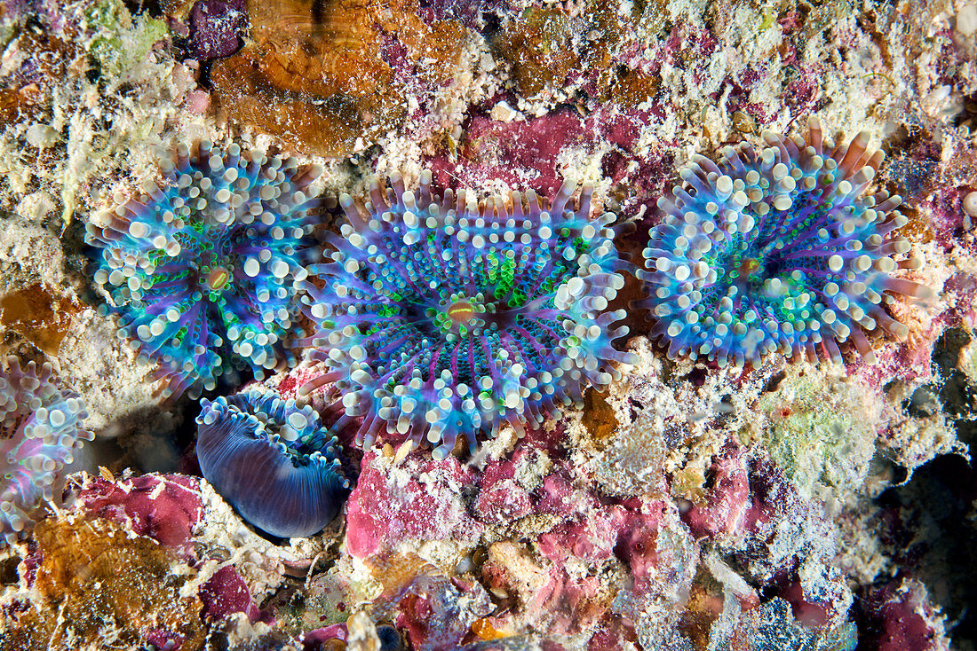 Ricordea coral polyps