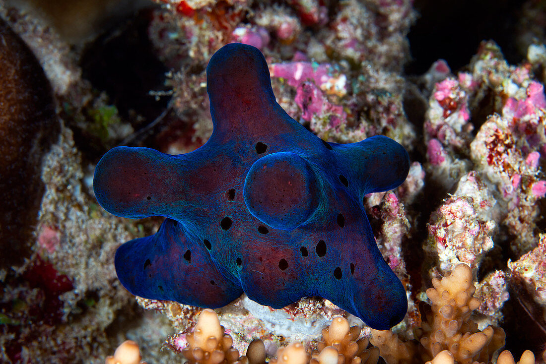 Velvet snail on a coral reef