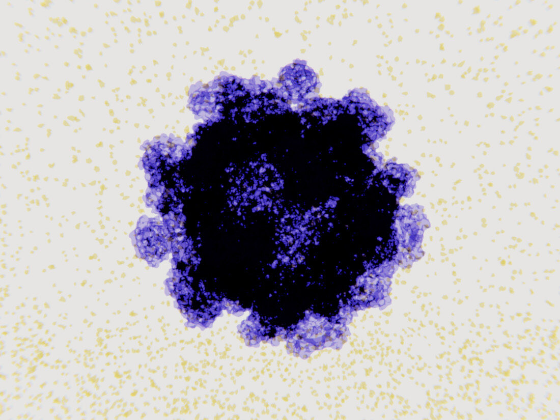 Norovirus virus particle, illustration