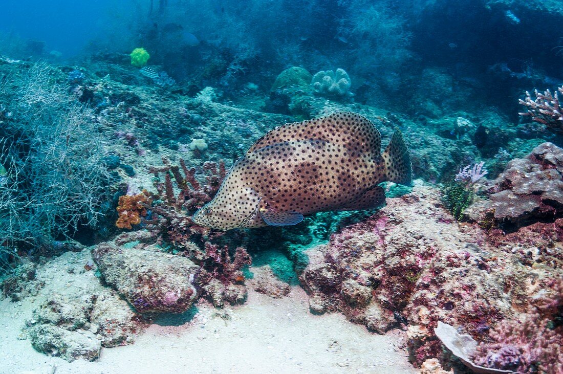 Barramundi cod