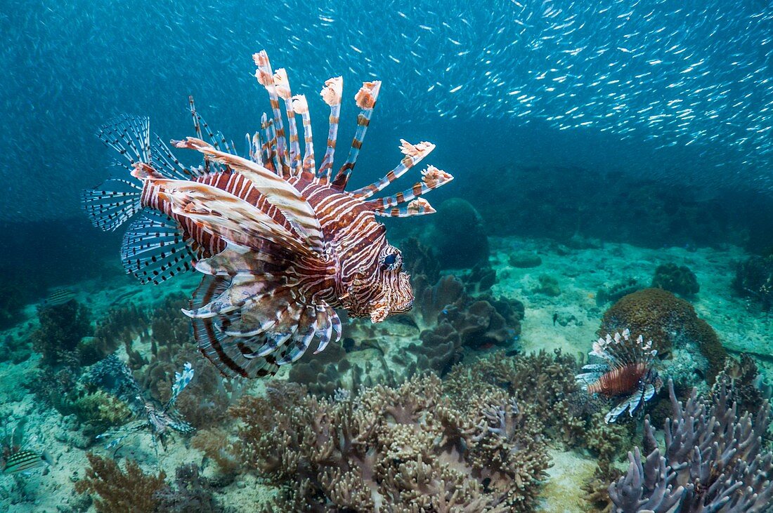 Red lionfish hunting silversides