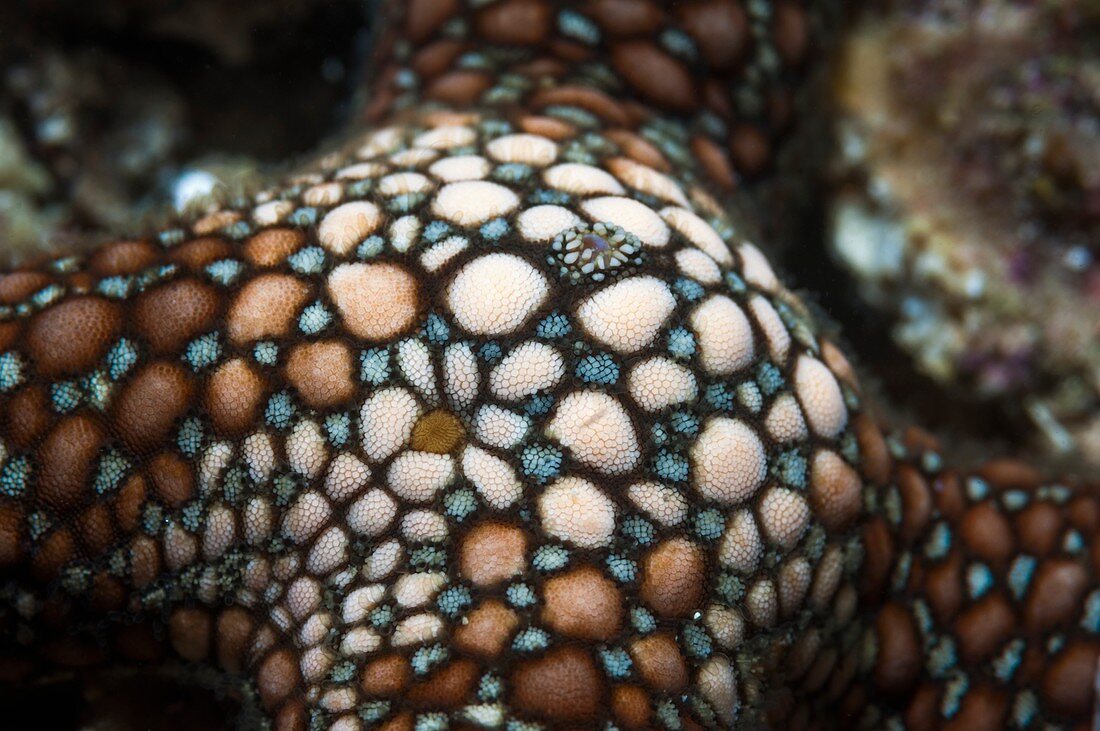 Starfish, close-up