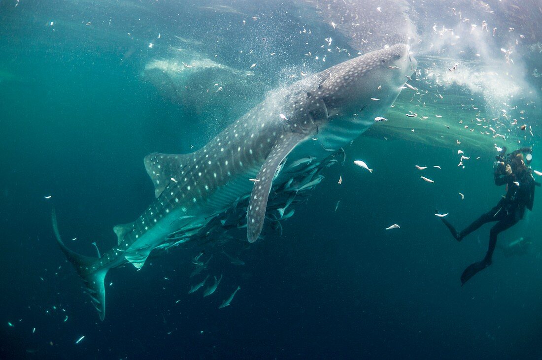 Whale shark with remoras