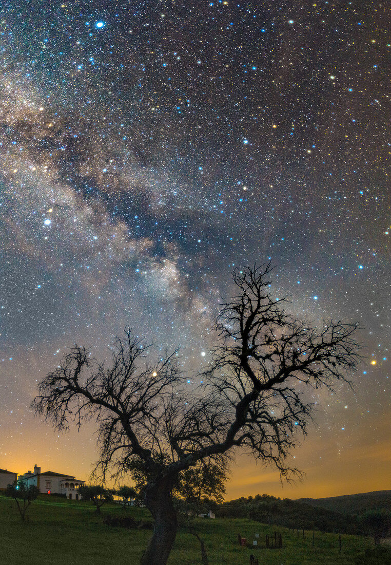 Milky Way and planets over tree