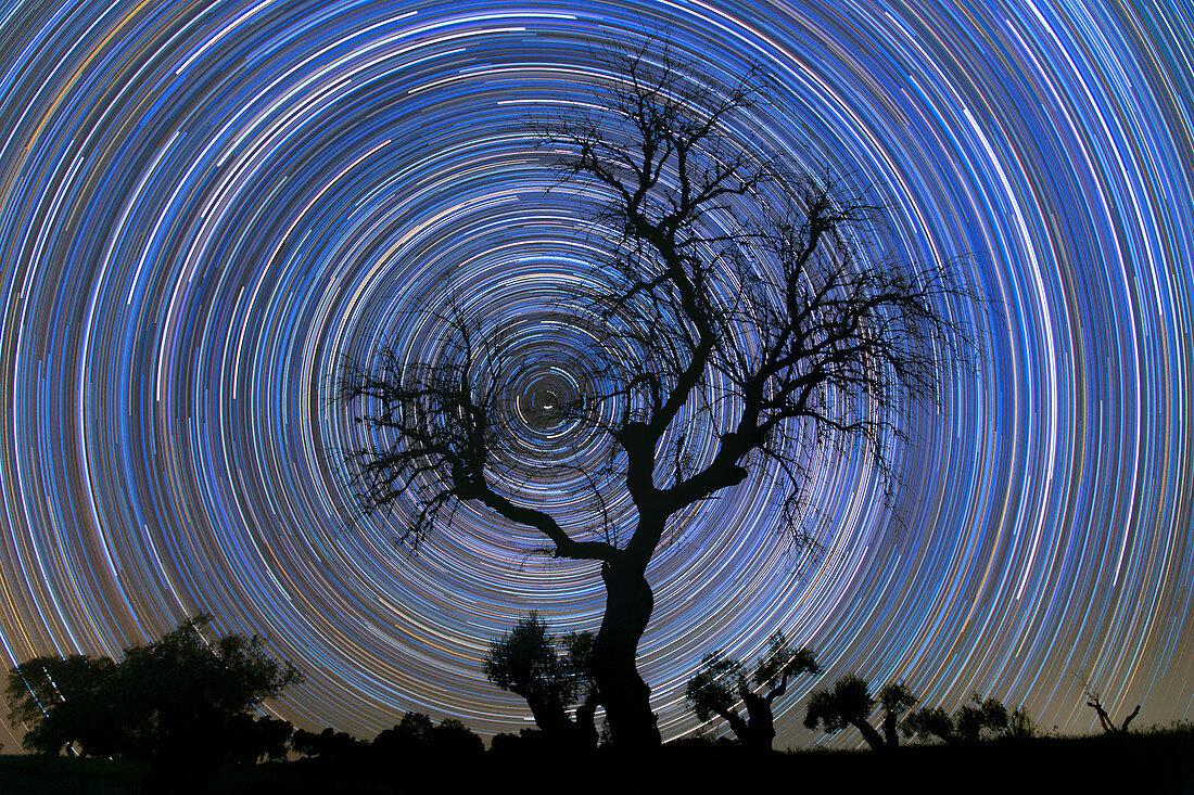 Star trails behind tree, time-exposure image