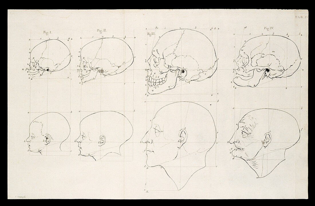 Facial angle theory of Petrus Camper, illustration