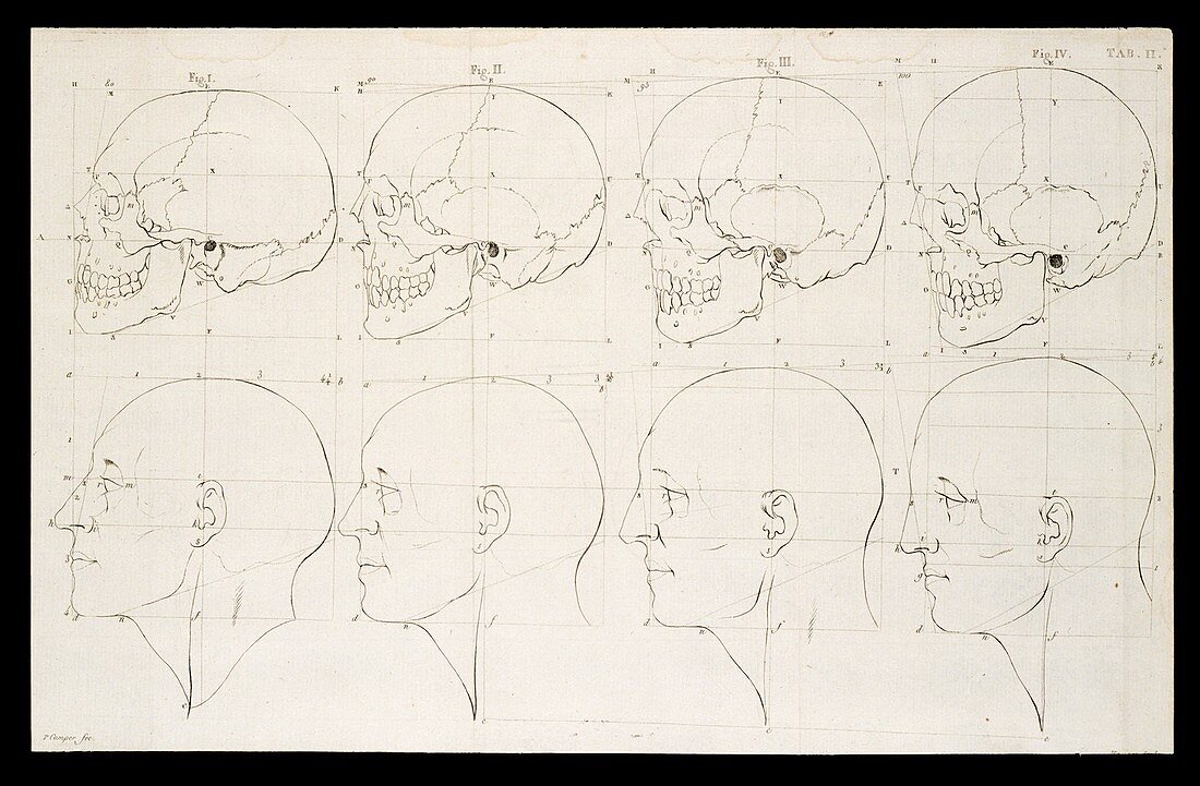 Facial angle theory of Petrus Camper, illustration