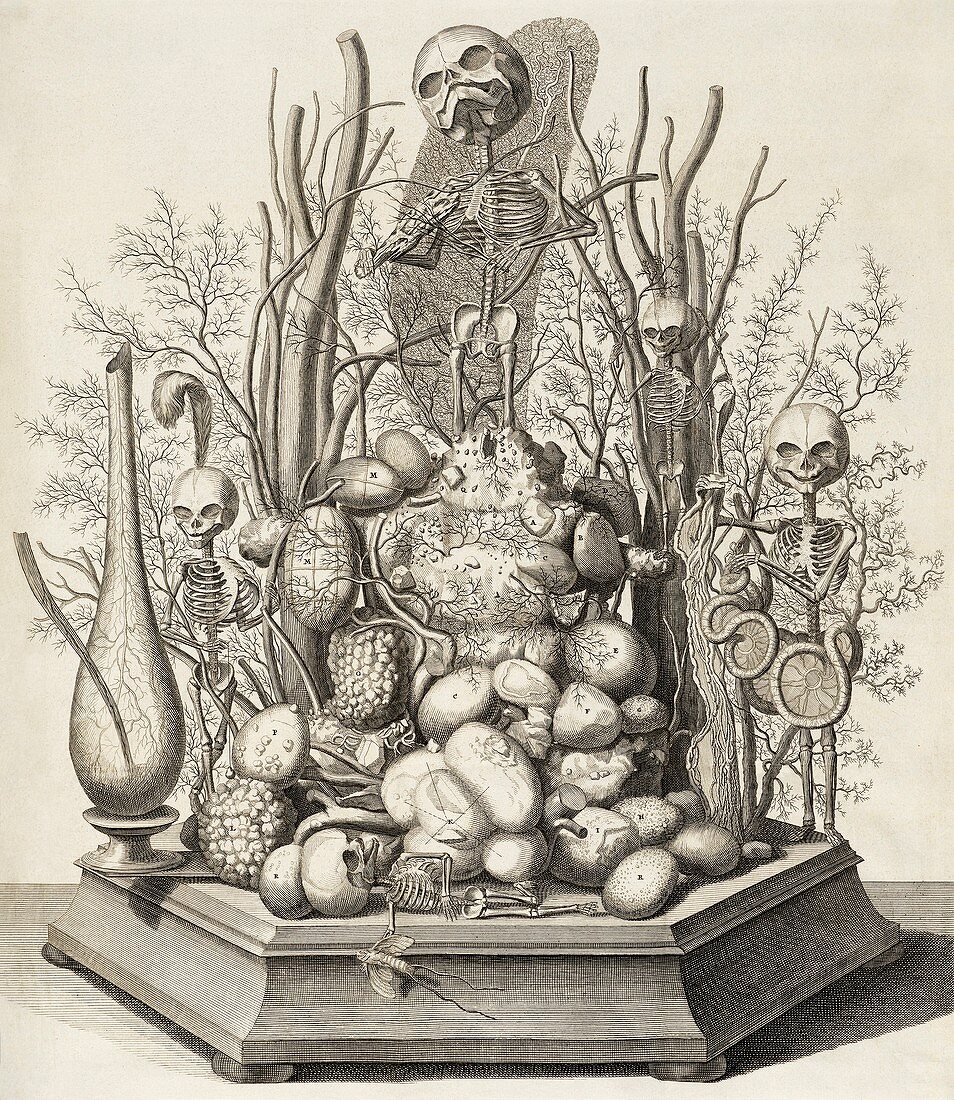 Foetal skeletons diorama, 17th century