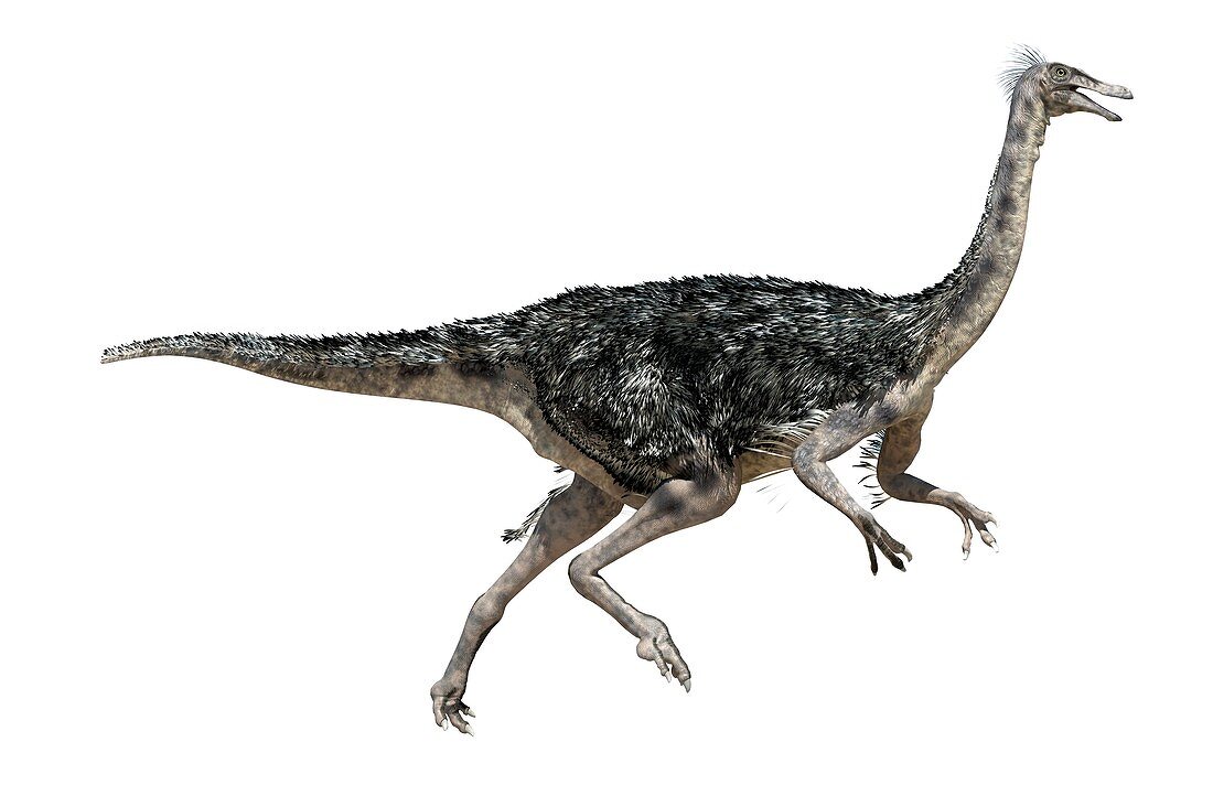 Struthiomimus, illustration